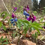 木屋 Zarembianka Gniewoszow (Lower Silesia)