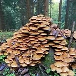 Zarembianka * Gniewoszow (Lower Silesia)