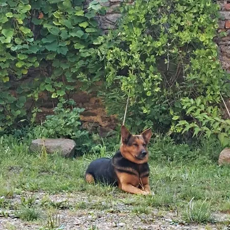 Zarembianka Alpehytte *