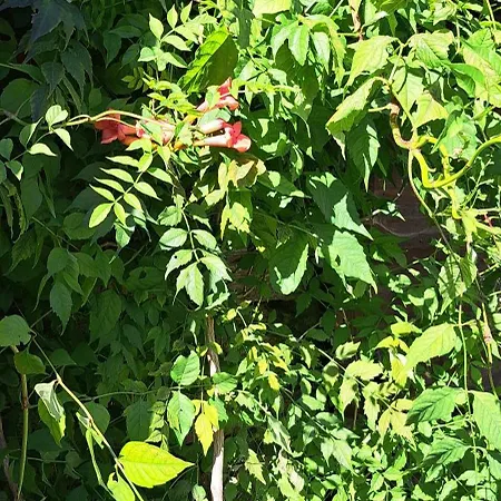 Alpstuga Zarembianka