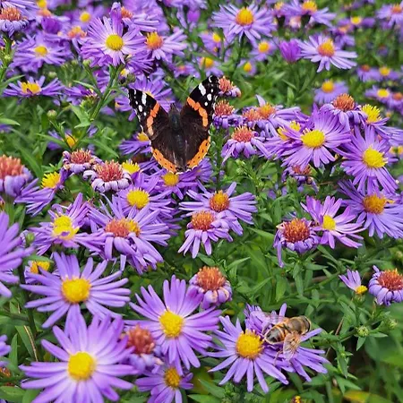 Zarembianka Alpstuga Międzylesie