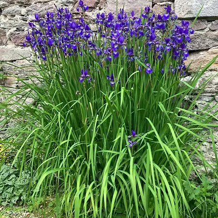 Zarembianka Alpstuga Międzylesie