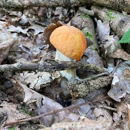 Zarembianka * Gniewoszow (Lower Silesia)