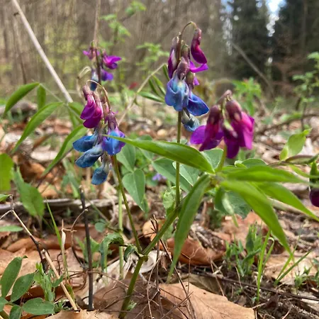 Alpehytte Zarembianka Gniewoszow (Lower Silesia)