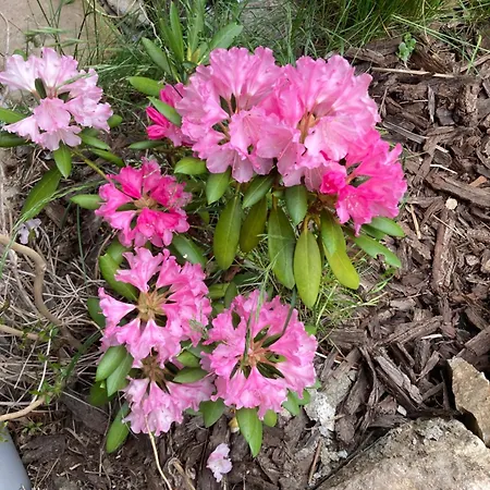 Zarembianka Gniewoszow (Lower Silesia)