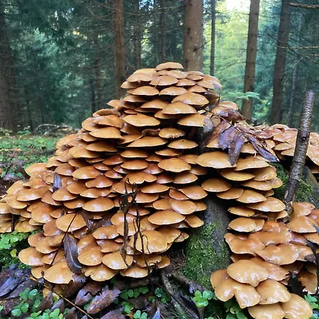 Zarembianka * Gniewoszow (Lower Silesia)