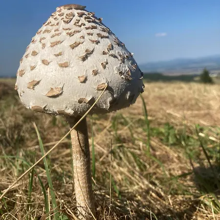 Σαλέ Zarembianka