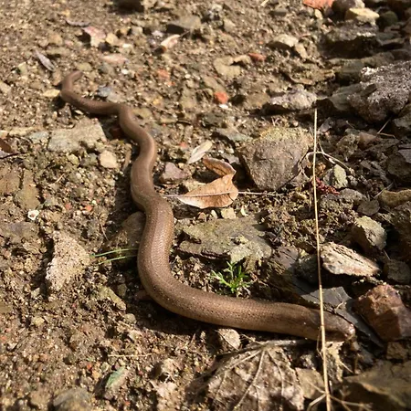 Zarembianka Alpstuga Międzylesie