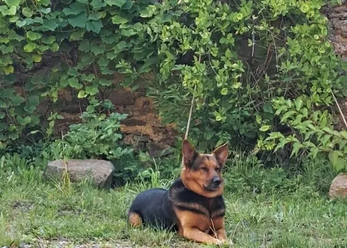 Zarembianka Chalet *