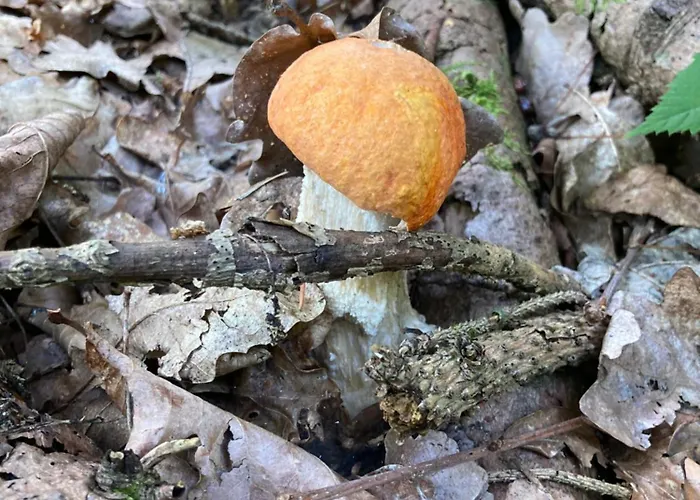 Zarembianka * Gniewoszow (Lower Silesia)