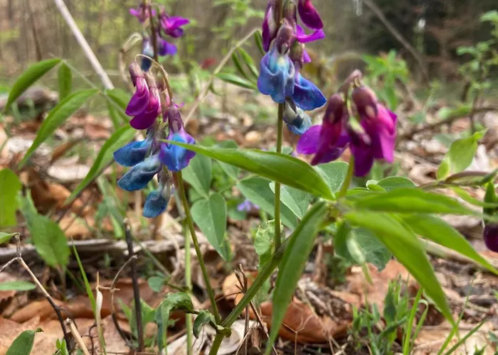 Chalet Zarembianka Gniewoszow (Lower Silesia)
