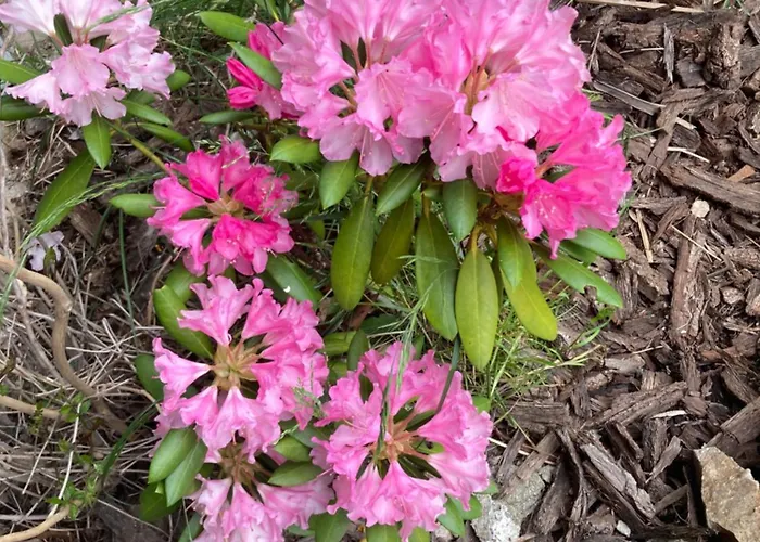 Zarembianka Gniewoszow (Lower Silesia)