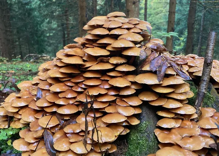 Zarembianka * Gniewoszow (Lower Silesia)