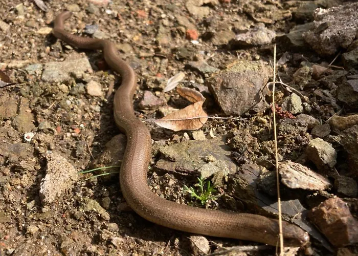 Zarembianka Chalet Gniewoszow (Lower Silesia)